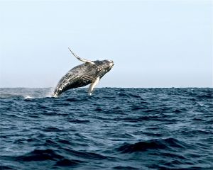 WS Animal Nations - 21.jpg
